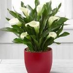 10-Gala Calla Mit Saksı Çiçeği C-SAK177
