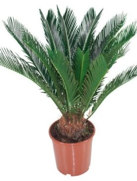 Palmfarn Cycas Saksi Çiçegi C-SAK169