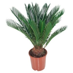 6-Palmfarn Cycas Saksi Çiçegi C-SAK169